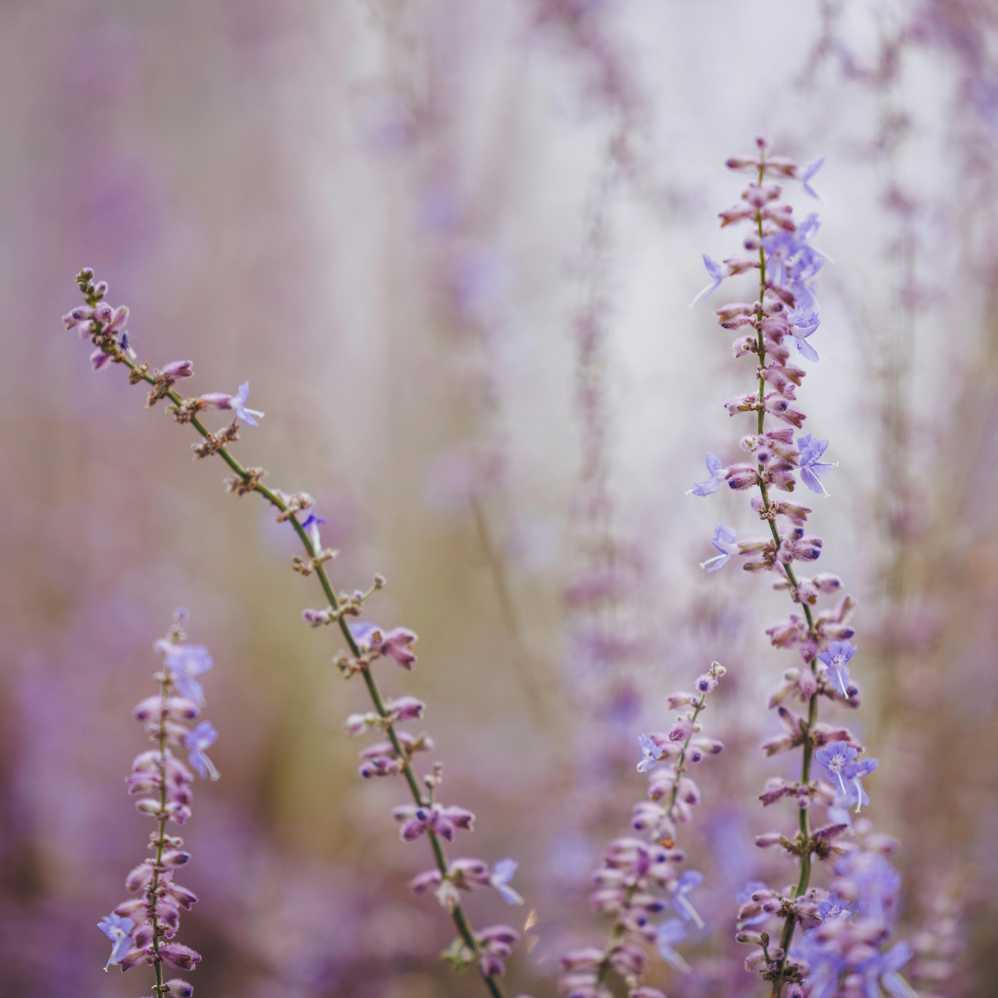 BODY OIL - Calming Lavender + Olive