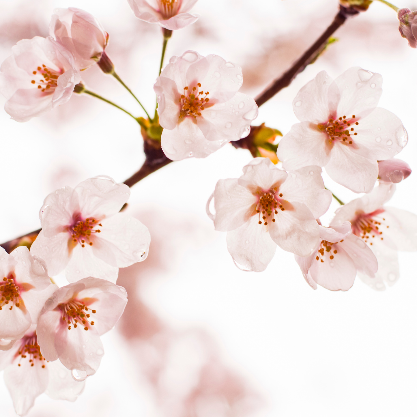 BODY OIL - Delicate Cherry Blossom + Rice Milk