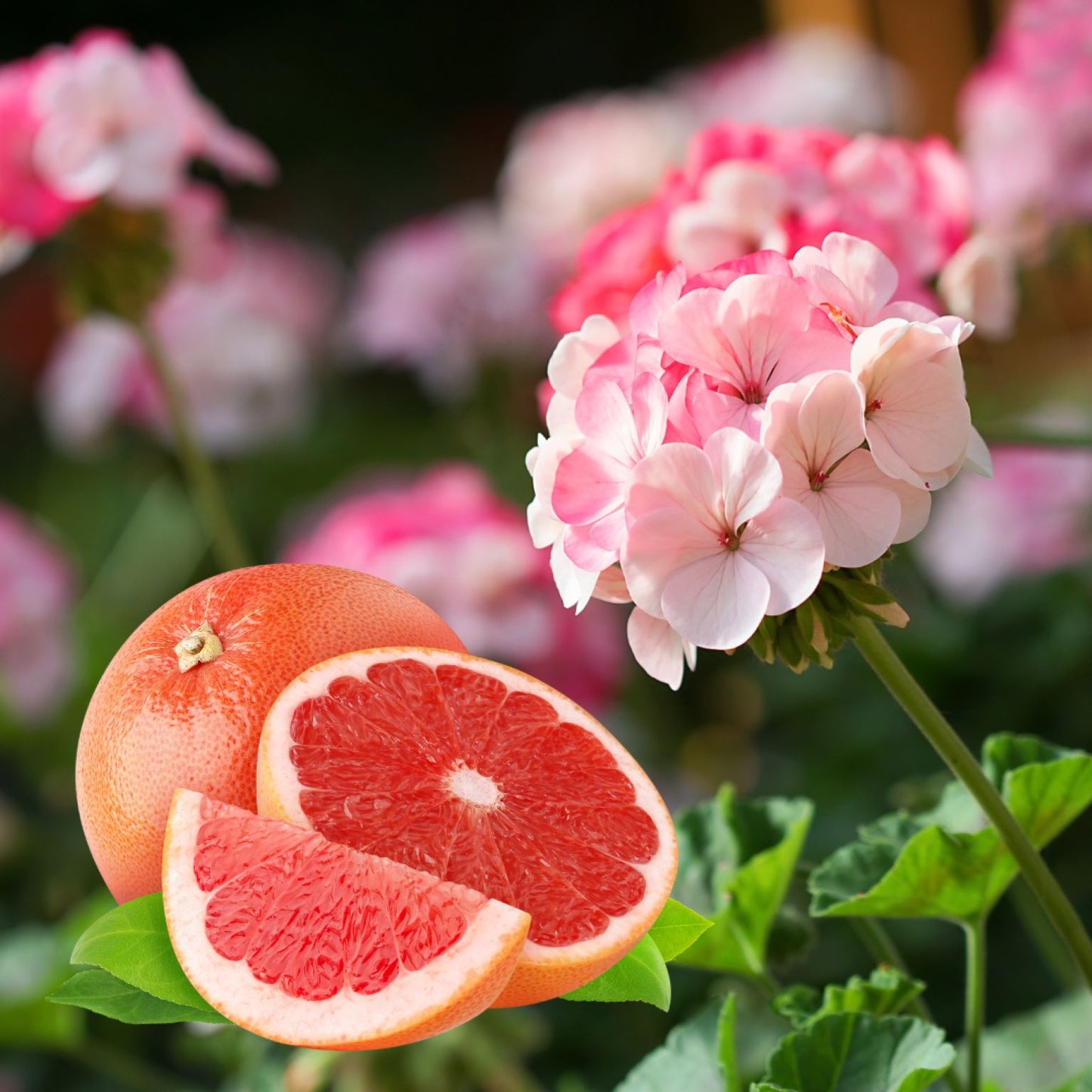 SHAMPOO BAR - Pink Grapefruit (Normal & Dry Hair)