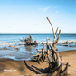COASTAL DRIFTWOOD - Coconut Milk Soap