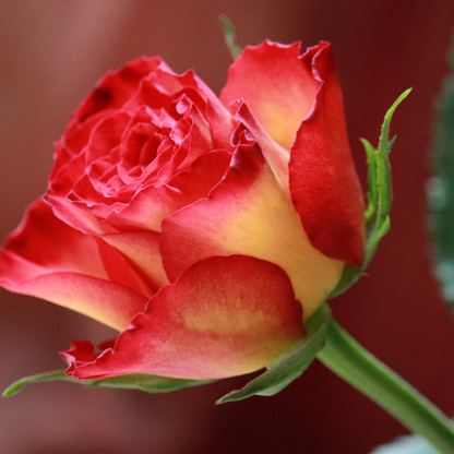 BODY OIL - Nourishing Indian Rose + Amber