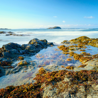 BODY OIL - Refreshing Seagrass + Juniper
