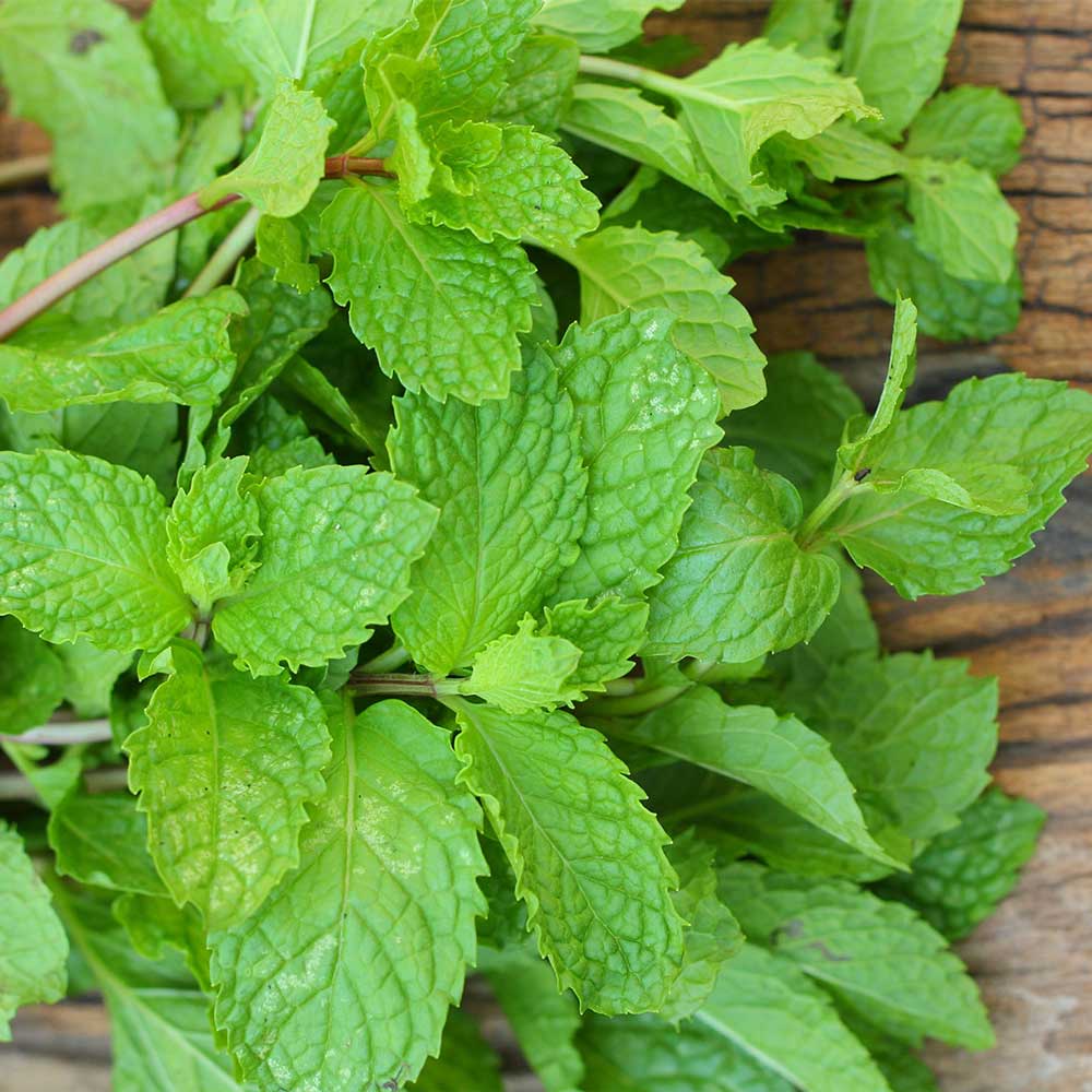 PEPPERMINT & LEMON - Beeswax Foot Balm